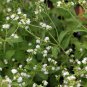 Stevia Sweetleaf Stevia rebaudiana 100 Seeds