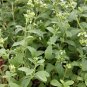 Stevia Sweetleaf Stevia rebaudiana 100 Seeds