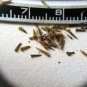 Stevia Sweetleaf Stevia rebaudiana 100 Seeds