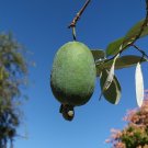 Pineapple Guava  50 Seeds  Feijoa sellowiana