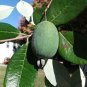 Pineapple Guava 50 Seeds Feijoa sellowiana
