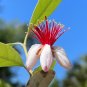Pineapple Guava 50 Seeds Feijoa sellowiana