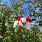 Pineapple Guava 50 Seeds Feijoa sellowiana