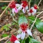 Pineapple Guava 50 Seeds Feijoa sellowiana