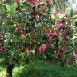 Pineapple Guava 50 Seeds Feijoa sellowiana