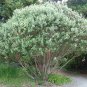 Pineapple Guava 50 Seeds Feijoa sellowiana