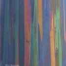 Rainbow Eucalyptus Eucalyptus deglupta 100 Seeds