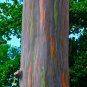 Rainbow Eucalyptus Eucalyptus deglupta 100 Seeds