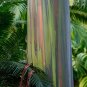 Rainbow Eucalyptus Eucalyptus deglupta 100 Seeds