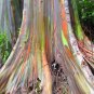 Rainbow Eucalyptus Eucalyptus deglupta 100 Seeds