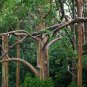 Rainbow Eucalyptus Eucalyptus deglupta 100 Seeds