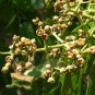 Rainbow Eucalyptus Eucalyptus deglupta 100 Seeds