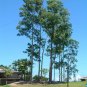 Rainbow Eucalyptus Eucalyptus deglupta 100 Seeds
