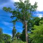 Rainbow Eucalyptus Eucalyptus deglupta 100 Seeds