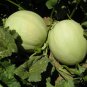 Honeydew Melon Cucumis melo 100 Seeds
