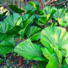 Ruffled Fan Palm  Licuala grandis  10 Seeds
