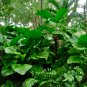 Ruffled Fan Palm Licuala grandis 10 Seeds