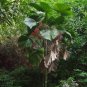 Ruffled Fan Palm Licuala grandis 10 Seeds
