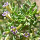 Desert Wolfberry Lycium andersonii 100 Seeds