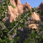 Desert Wolfberry Lycium andersonii 100 Seeds