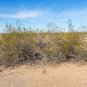 Desert Wolfberry Lycium andersonii 100 Seeds