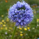 Globe Gilia Gilia capitata 100 Seeds