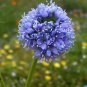 Globe Gilia Gilia capitata 100 Seeds