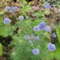 Globe Gilia Gilia capitata 100 Seeds