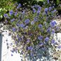 Globe Gilia Gilia capitata 100 Seeds