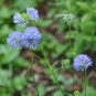 Globe Gilia Gilia capitata 100 Seeds
