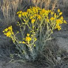 Threadleaf Groundsel Senecio douglasii 50 Seeds