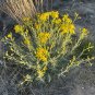 Threadleaf Groundsel Senecio douglasii 50 Seeds