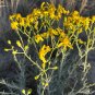 Threadleaf Groundsel Senecio douglasii 50 Seeds