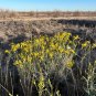Threadleaf Groundsel Senecio douglasii 50 Seeds