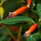 Cigar Plant Cupea ignea 20 Seeds