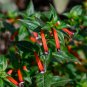 Cigar Plant Cupea ignea 20 Seeds