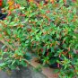 Cigar Plant Cupea ignea 20 Seeds