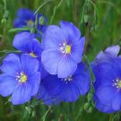 Flax Linseed Linum usitatissimum 100 Seeds