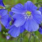 Flax Linseed Linum usitatissimum 100 Seeds