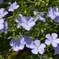 Flax Linseed Linum usitatissimum 100 Seeds