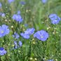 Flax Linseed Linum usitatissimum 100 Seeds