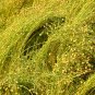 Flax Linseed Linum usitatissimum 100 Seeds