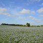 Flax Linseed Linum usitatissimum 100 Seeds