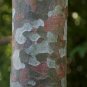 Lace Bark Pine Pinus bungeana 20 Seeds