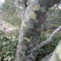 Lace Bark Pine Pinus bungeana 20 Seeds