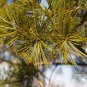 Lace Bark Pine Pinus bungeana 20 Seeds