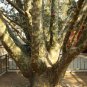Lace Bark Pine Pinus bungeana 20 Seeds