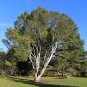 Lace Bark Pine Pinus bungeana 20 Seeds