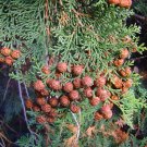 Hinoki Cypress Cones for Crafts 20 Cones Chamaecyparis