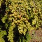Hinoki Cypress Cones for Crafts 20 Cones Chamaecyparis